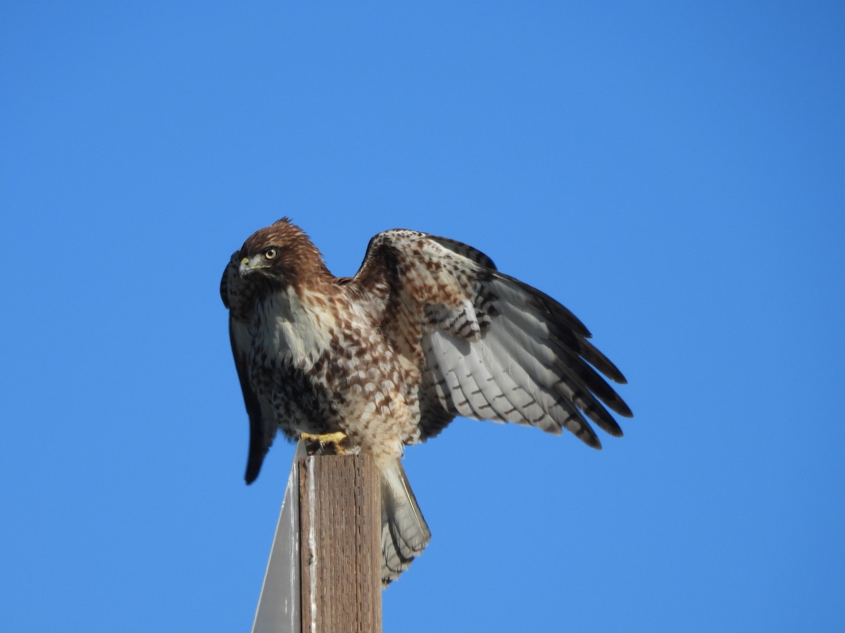 Red-tailed Hawk - ML646997405