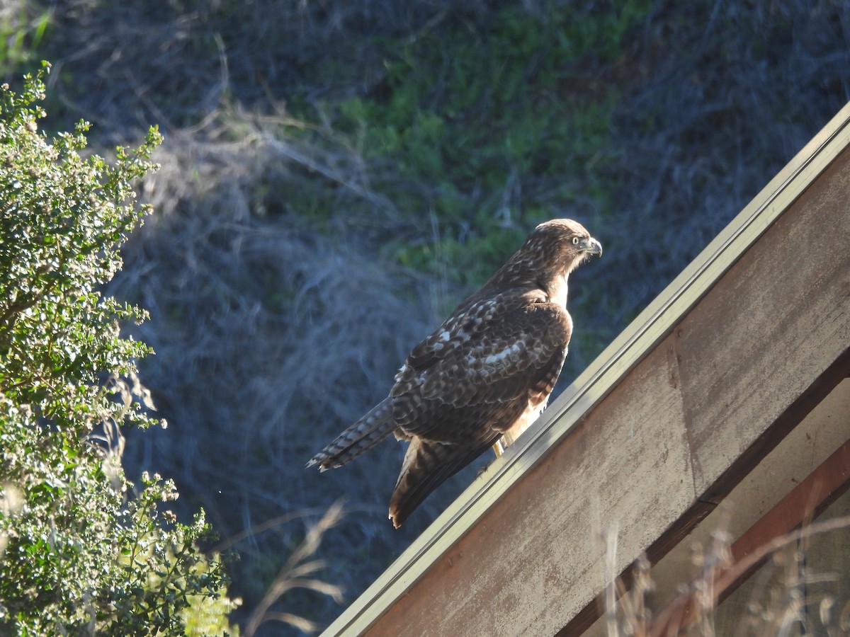 Red-tailed Hawk - ML646997406