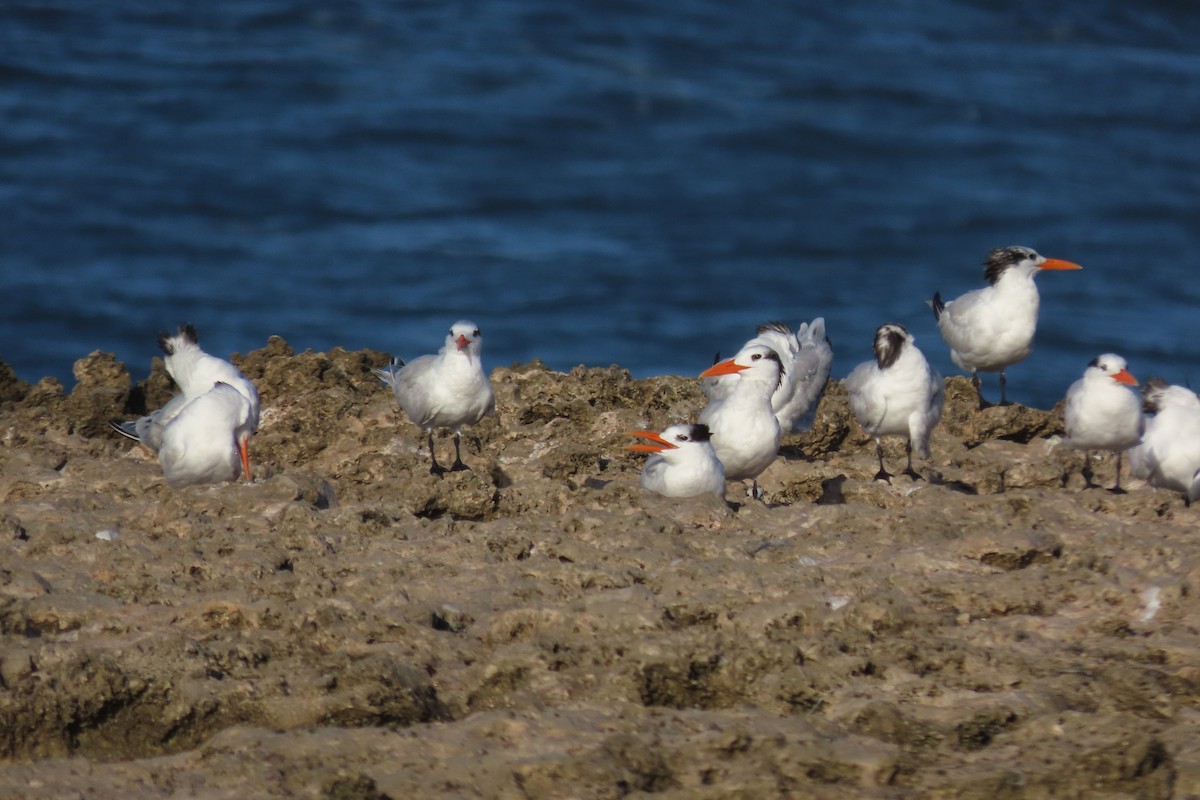 Charrán Real Americano - ML646997407