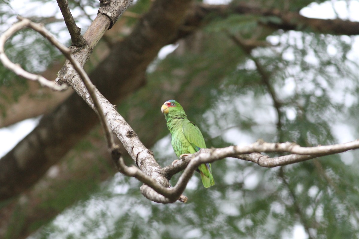 White-fronted Amazon - ML646997408
