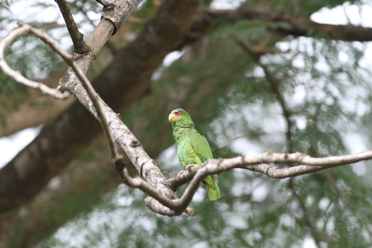 White-fronted Amazon - ML646997409