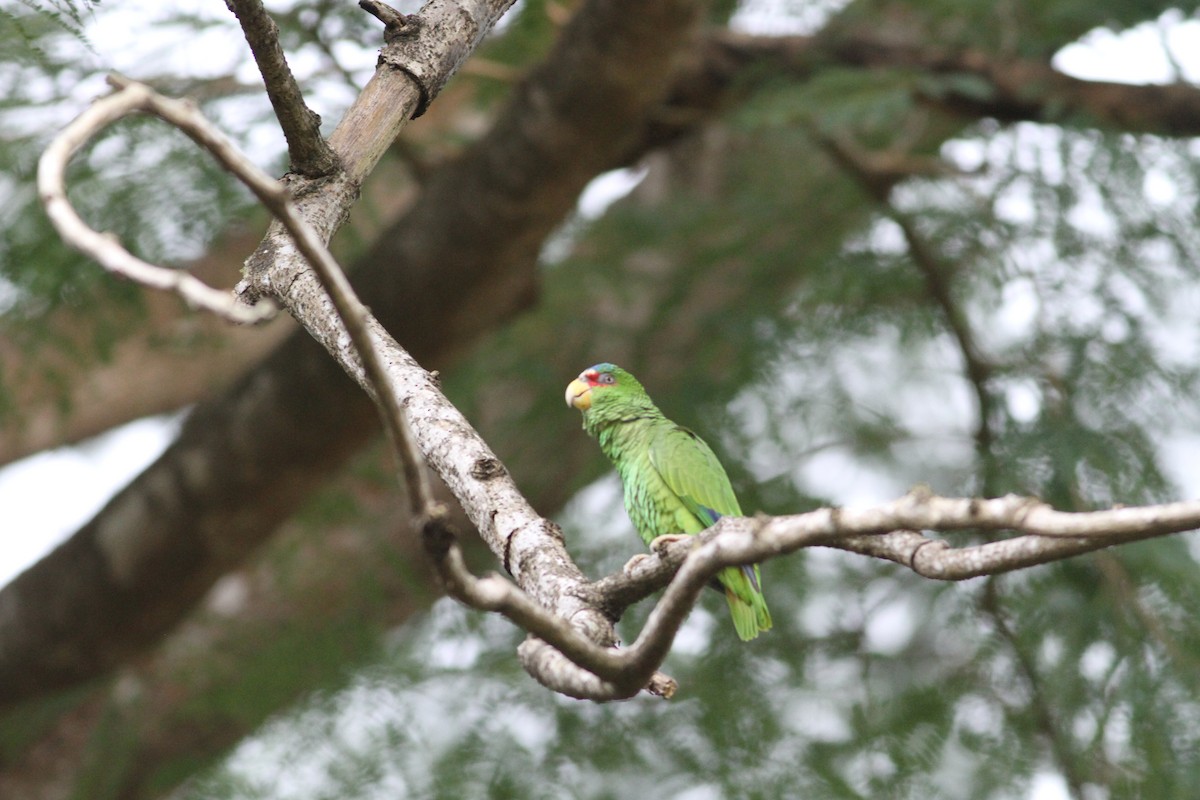 White-fronted Amazon - ML646997410