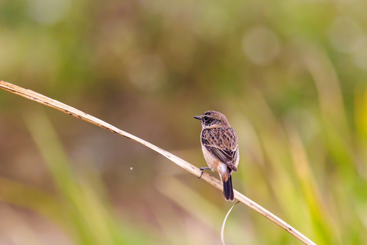Amur Stonechat - ML646997411