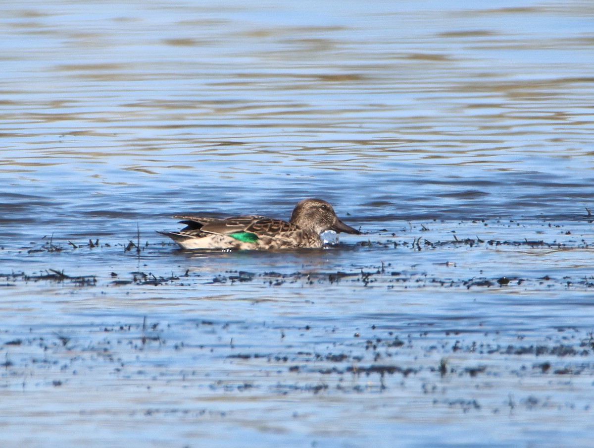 Green-winged Teal - ML646997416