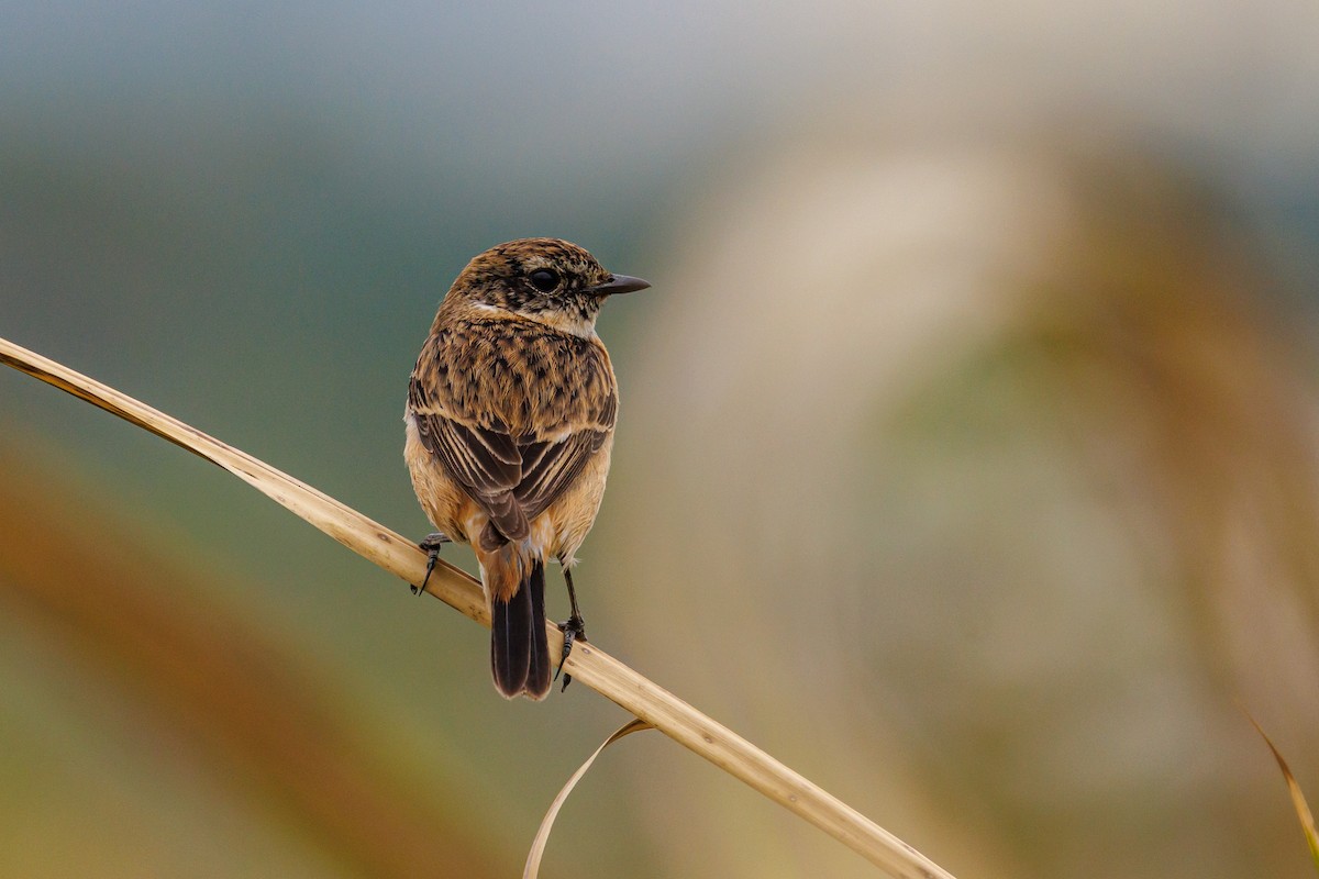 Amur Stonechat - ML646997417