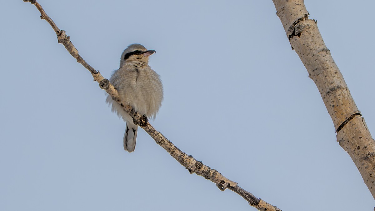 Alcaudón Boreal - ML646997419