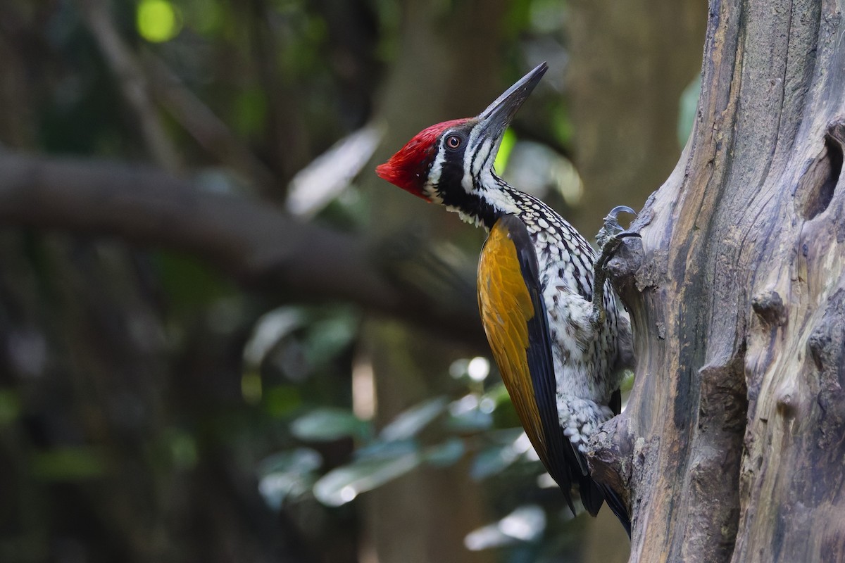 Greater Flameback - ML646997421