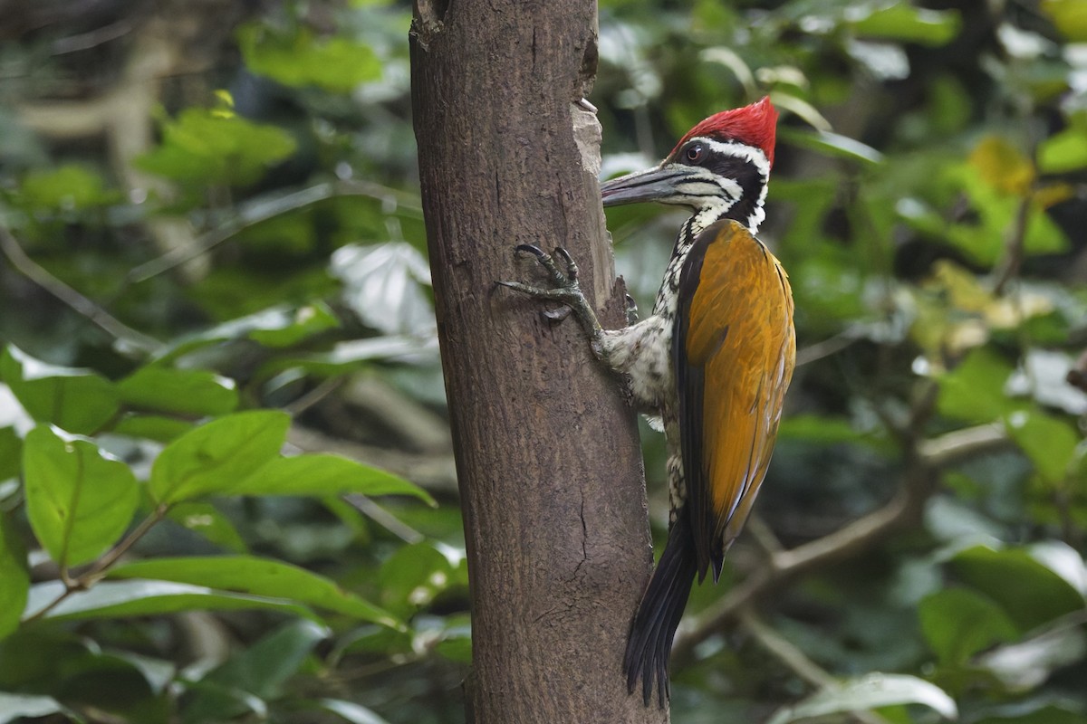 Greater Flameback - ML646997422