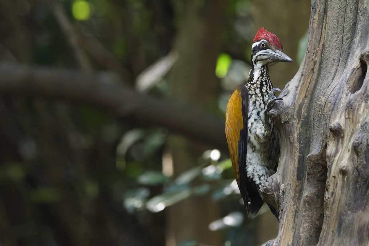 Greater Flameback - ML646997423