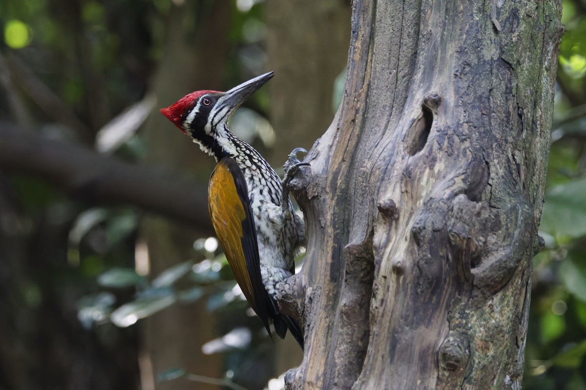 Greater Flameback - ML646997424