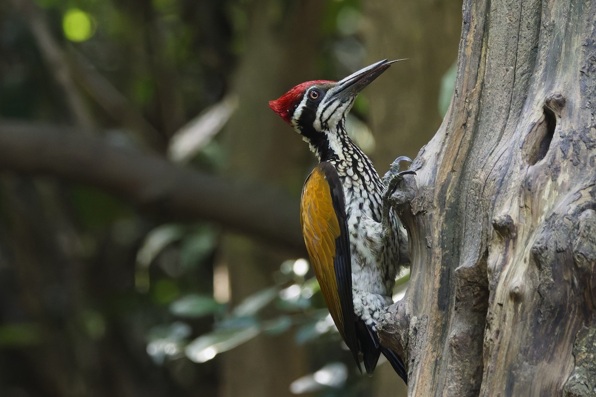 Greater Flameback - ML646997425