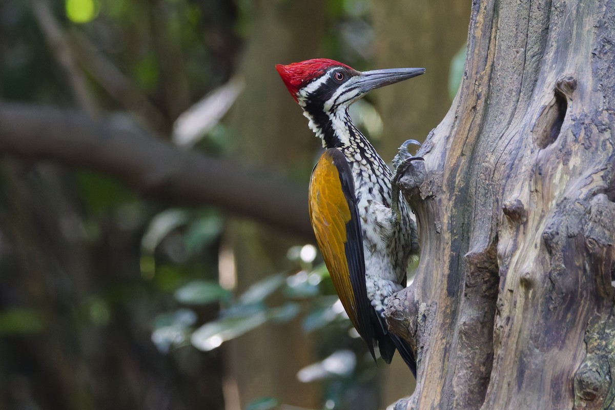 Greater Flameback - ML646997427