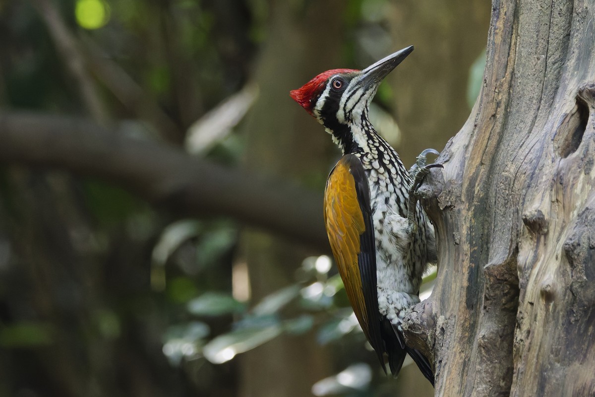 Greater Flameback - ML646997428