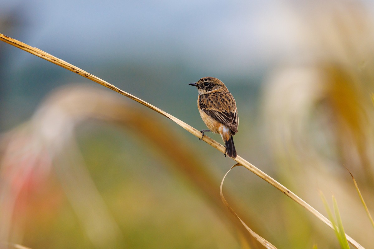 Amur Stonechat - ML646997431