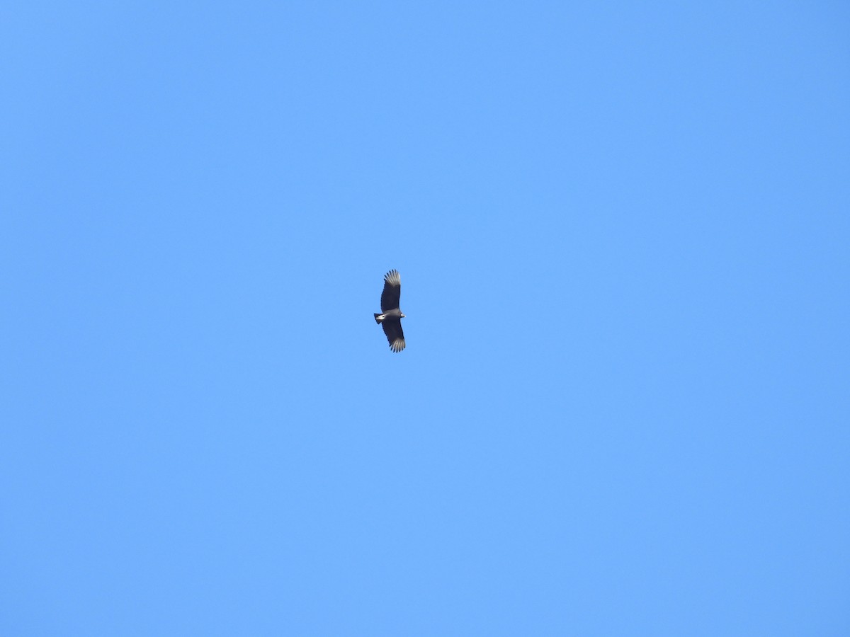 Чёрная катарта - ML646997432