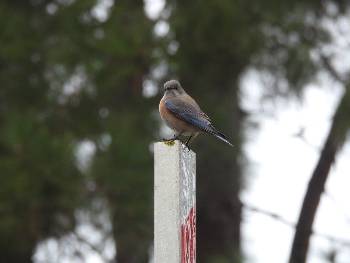 vestblåfugl - ML646997436