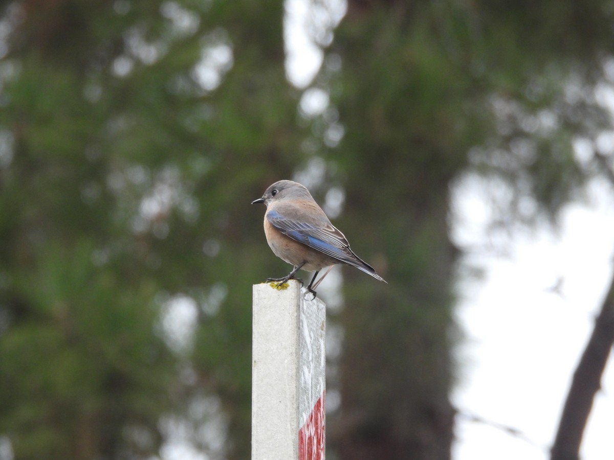 vestblåfugl - ML646997437