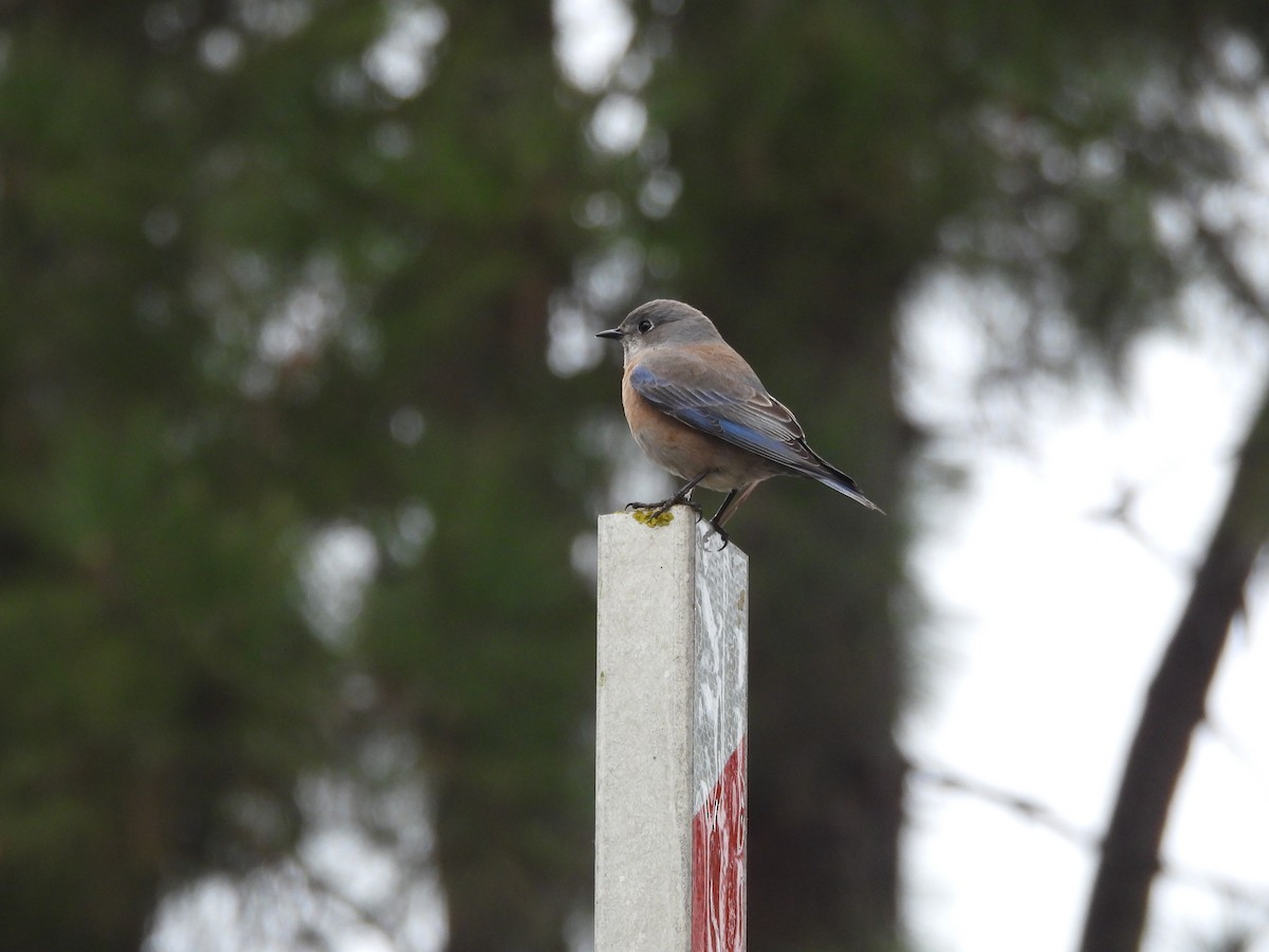 vestblåfugl - ML646997438