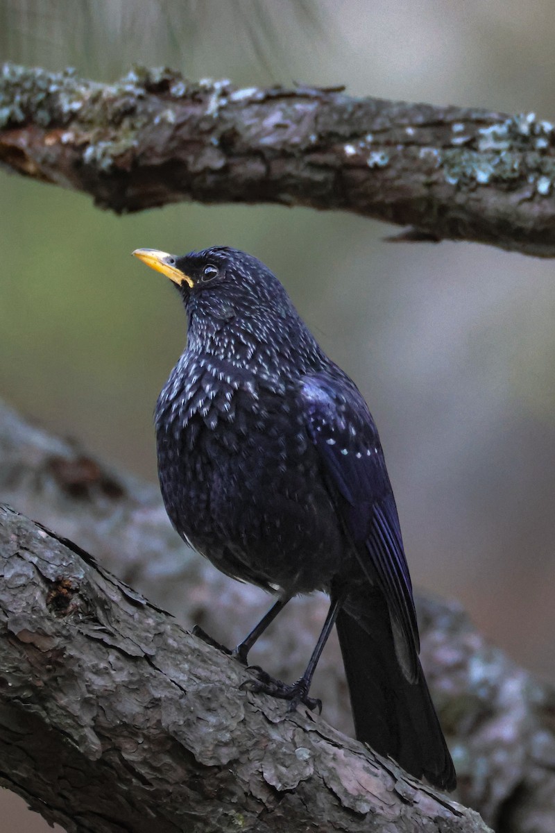 modravec siný - ML646997439