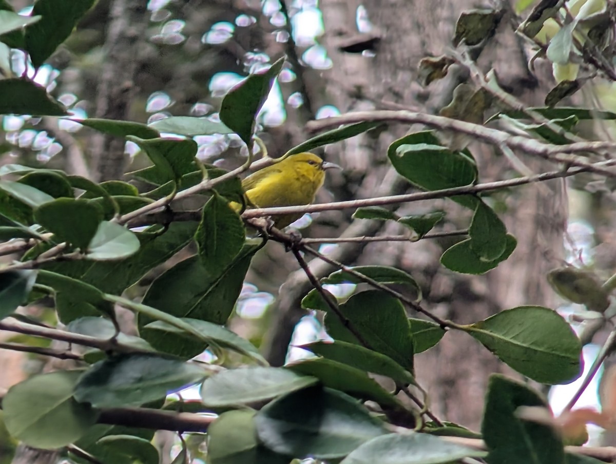 Hawaii Amakihi - ML646997441