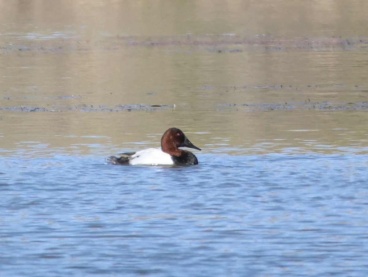 Canvasback - ML646997442