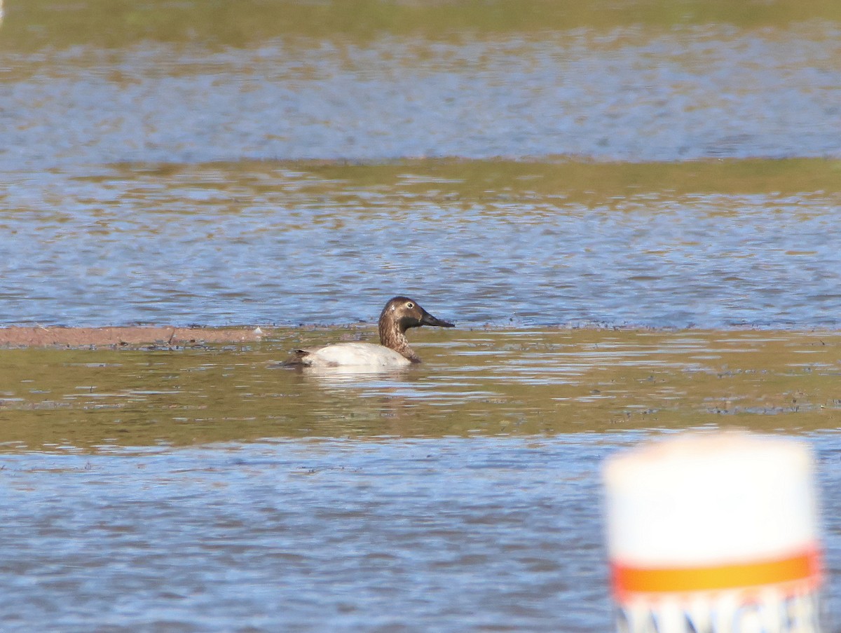 Canvasback - ML646997444