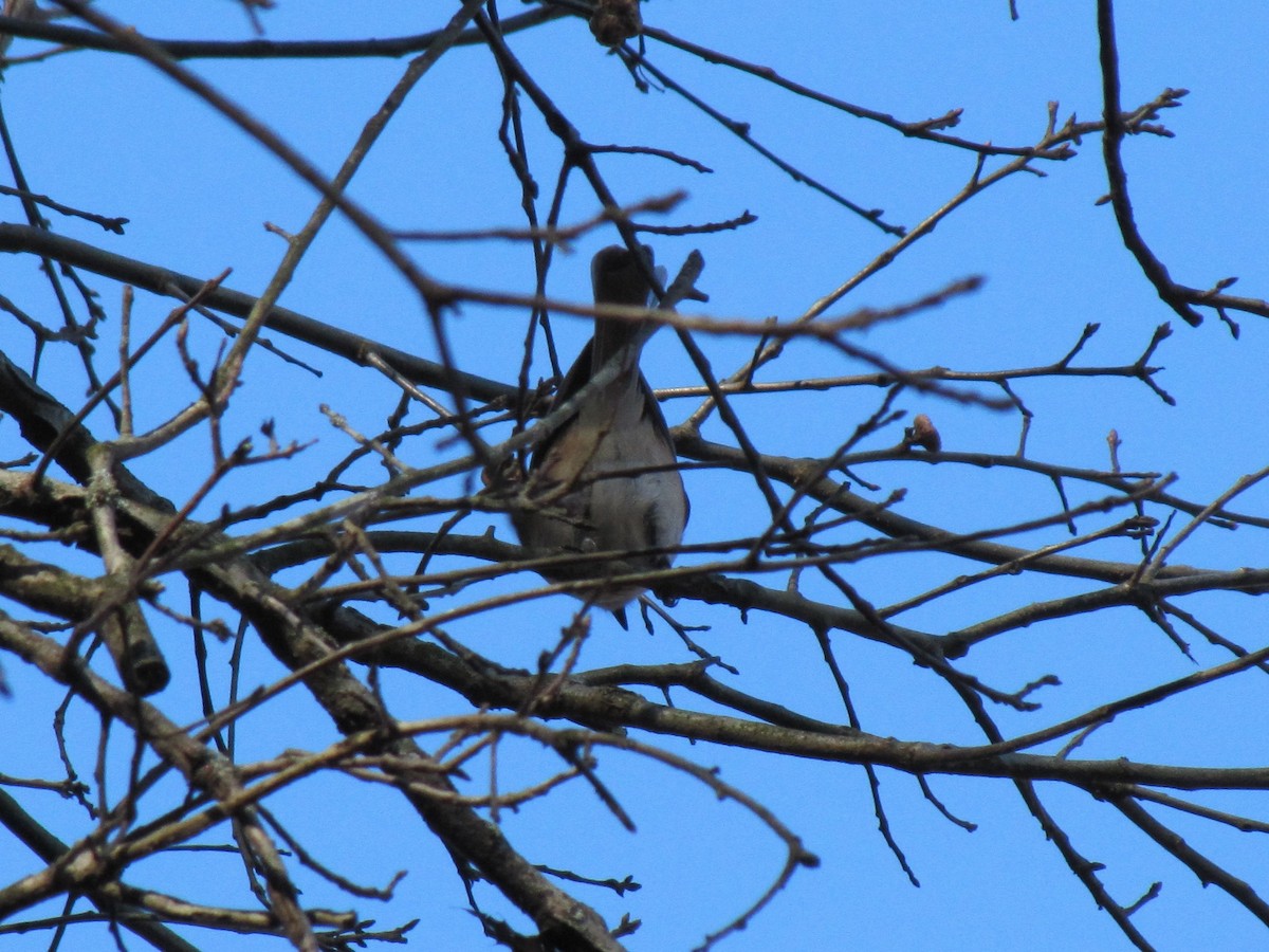 Carolina Chickadee - ML646997445