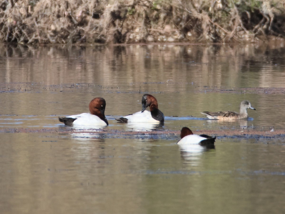 Canvasback - ML646997447