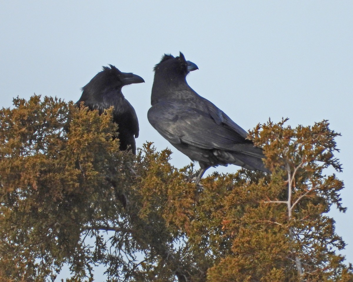 Common Raven - ML646997448