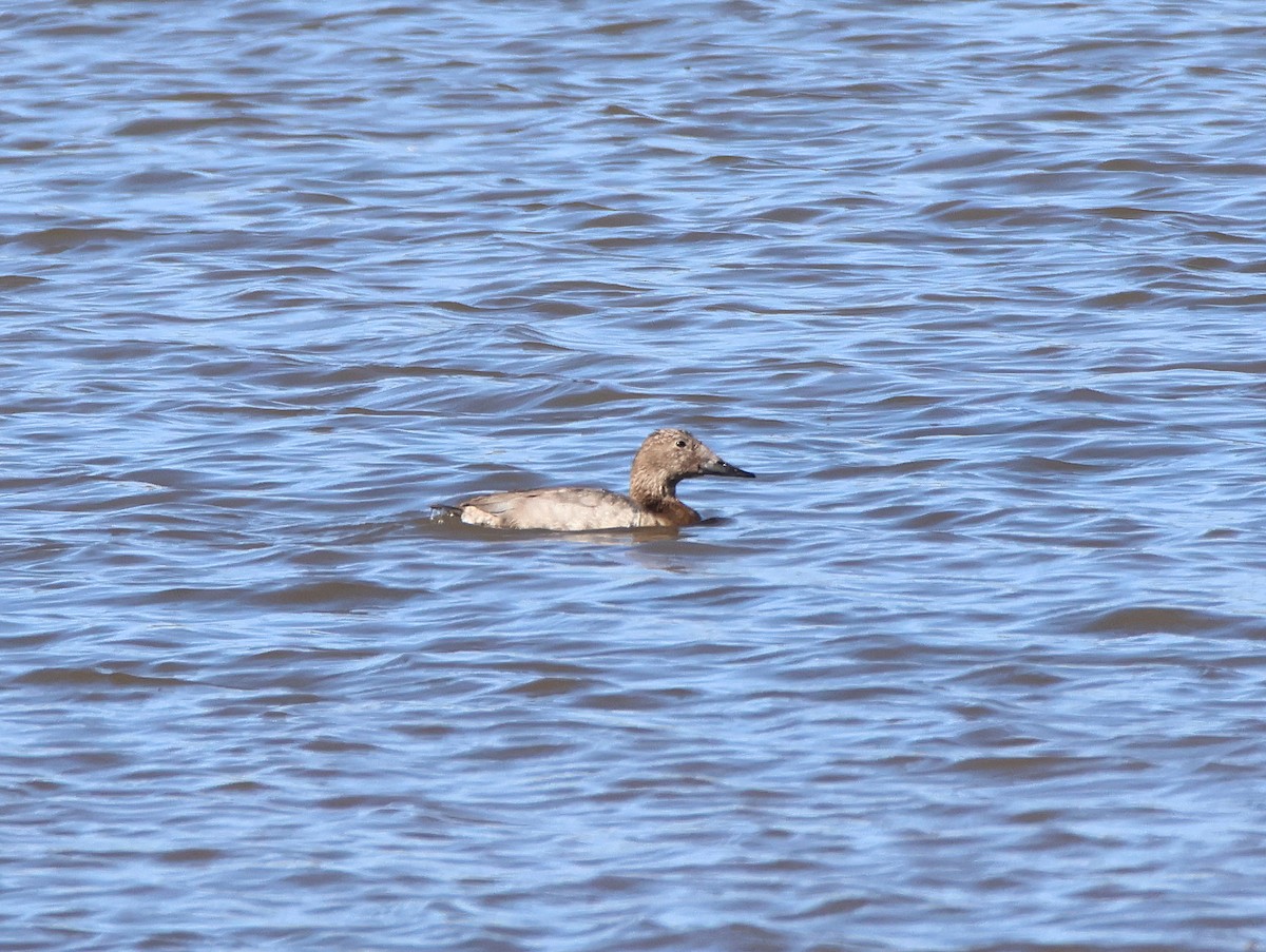 Canvasback - ML646997451