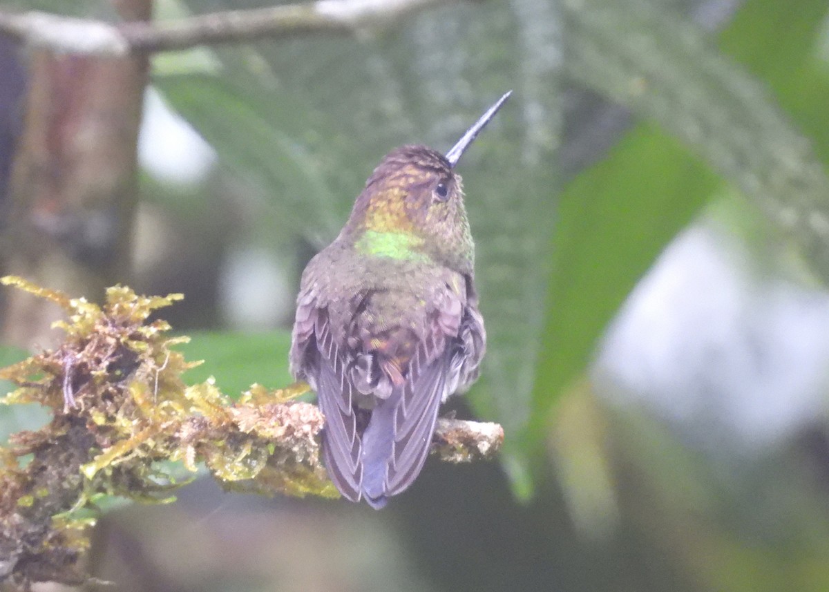 Green-fronted Lancebill - ML646997453