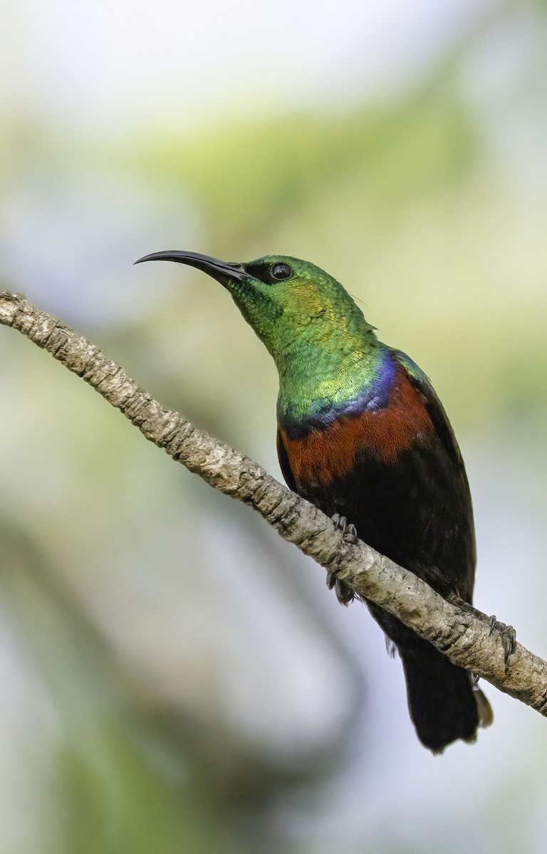 Marico Sunbird - ML646997455