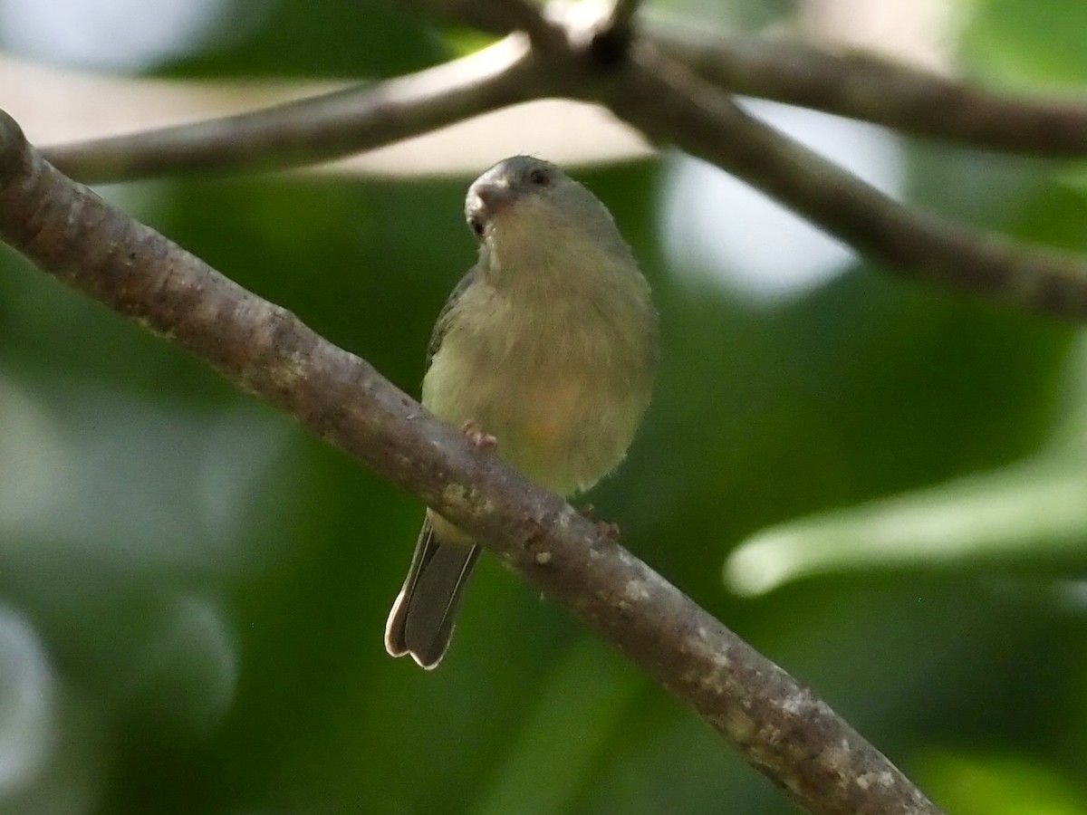 Conirrostro Bicolor - ML646997457