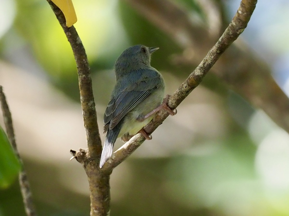 Conirrostro Bicolor - ML646997458