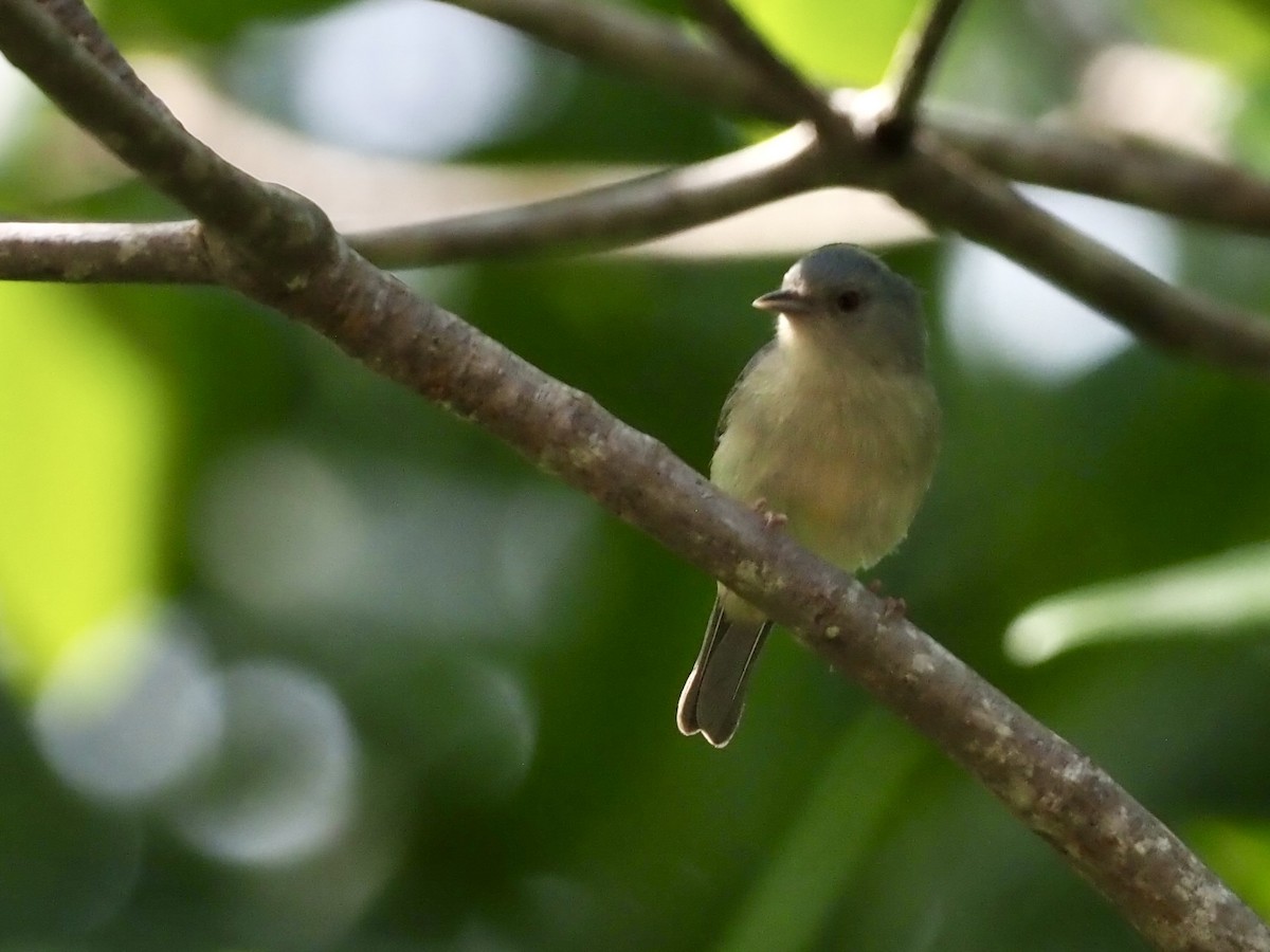 Conirrostro Bicolor - ML646997459