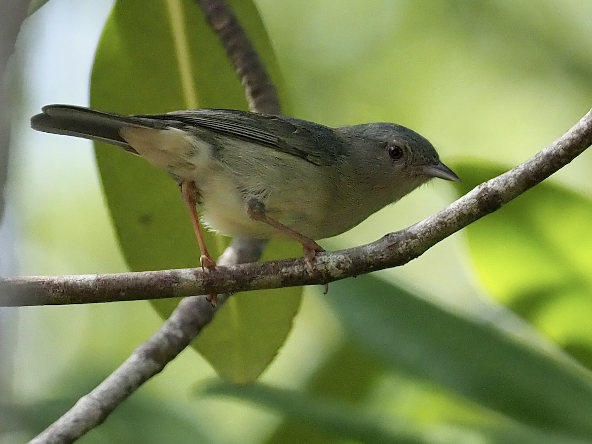Conirrostro Bicolor - ML646997460