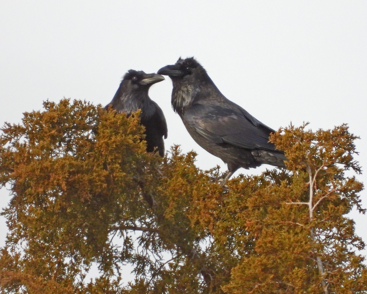 Common Raven - ML646997464