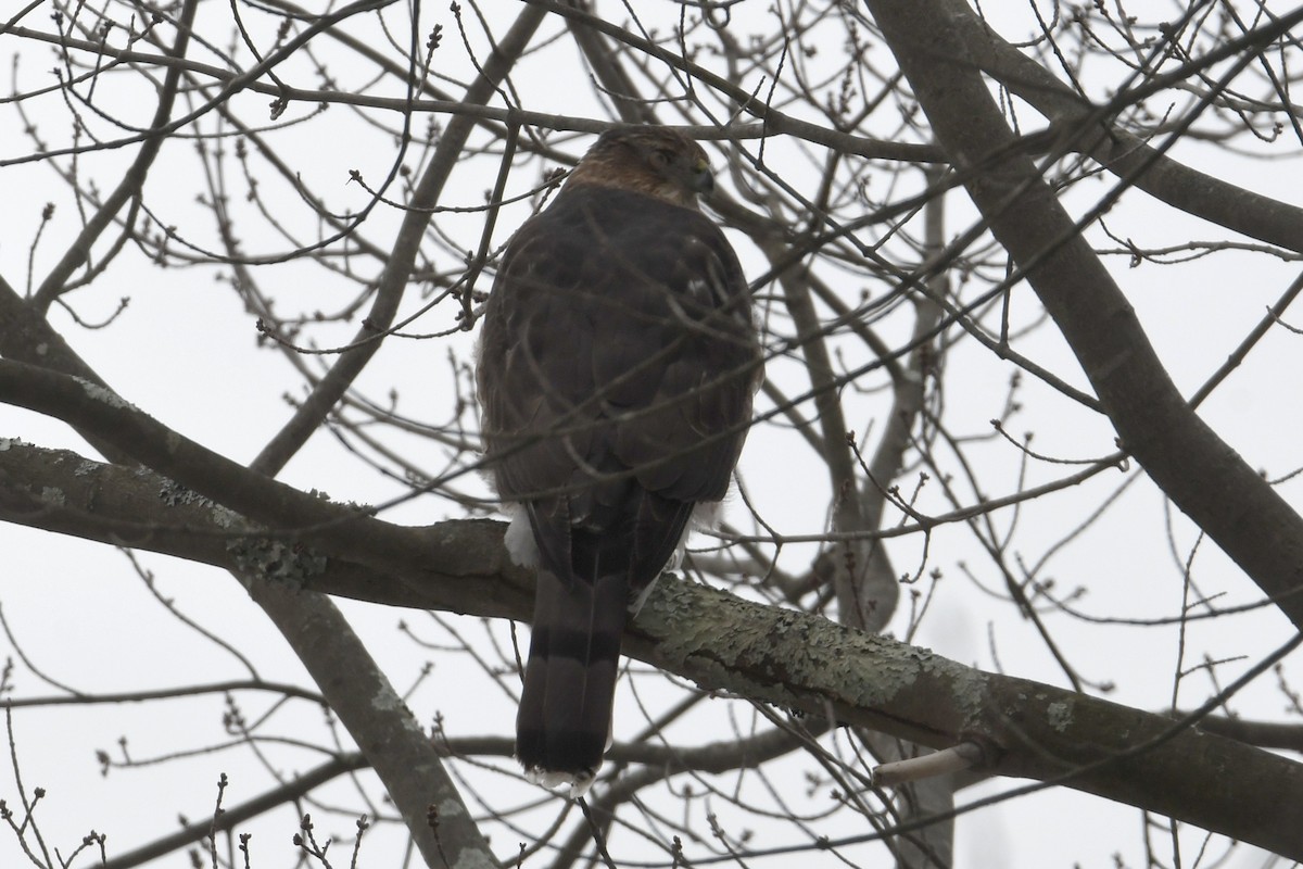 Cooper's Hawk - ML646997471