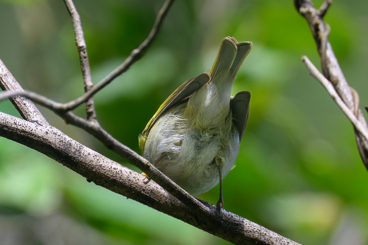 Hume's Warbler - ML646997477