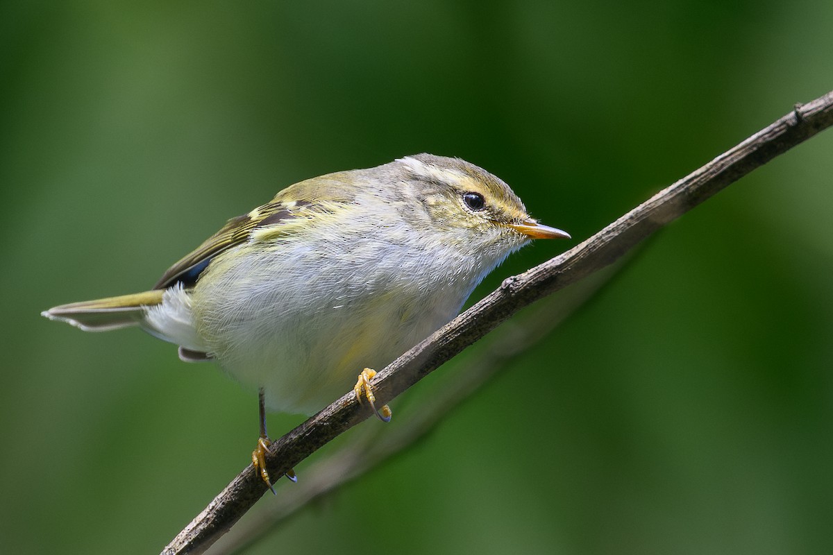 Hume's Warbler - ML646997478