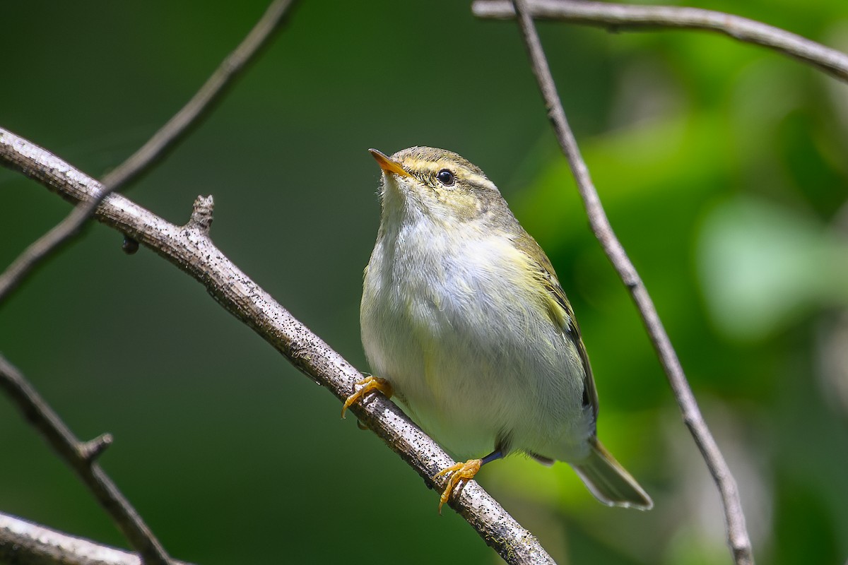 Hume's Warbler - ML646997479