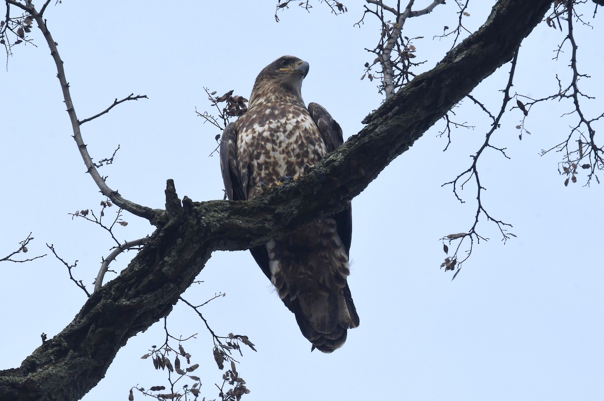 Bald Eagle - ML646997484