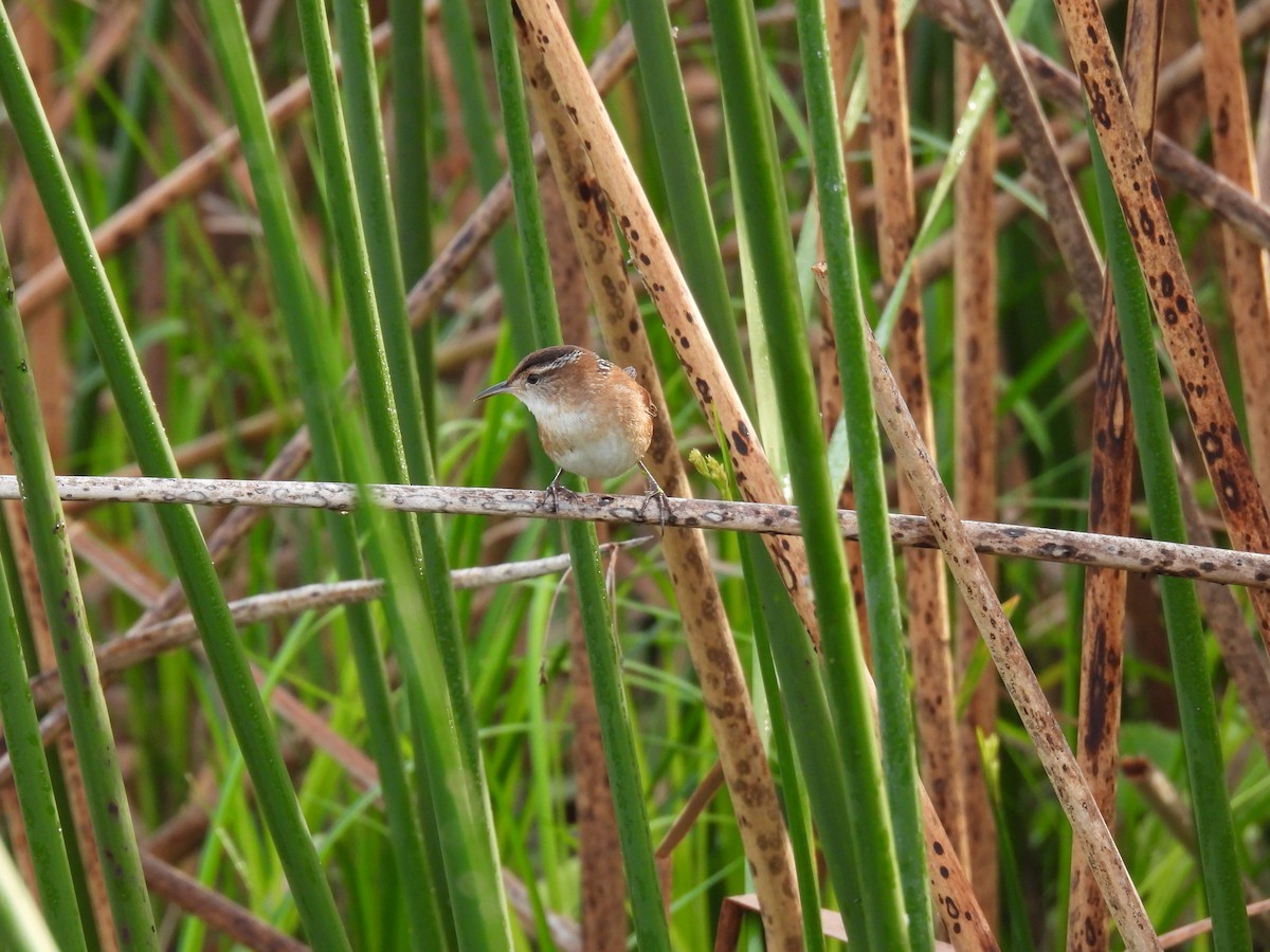 Marsh Wren - ML646997487