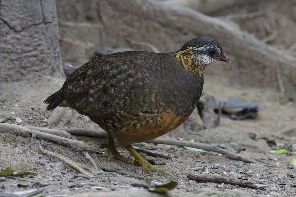 Scaly-breasted Partridge - ML646997494
