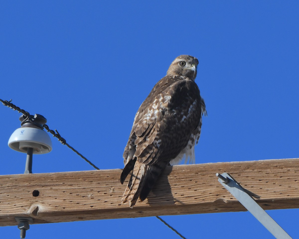 rødstjertvåk - ML646997495