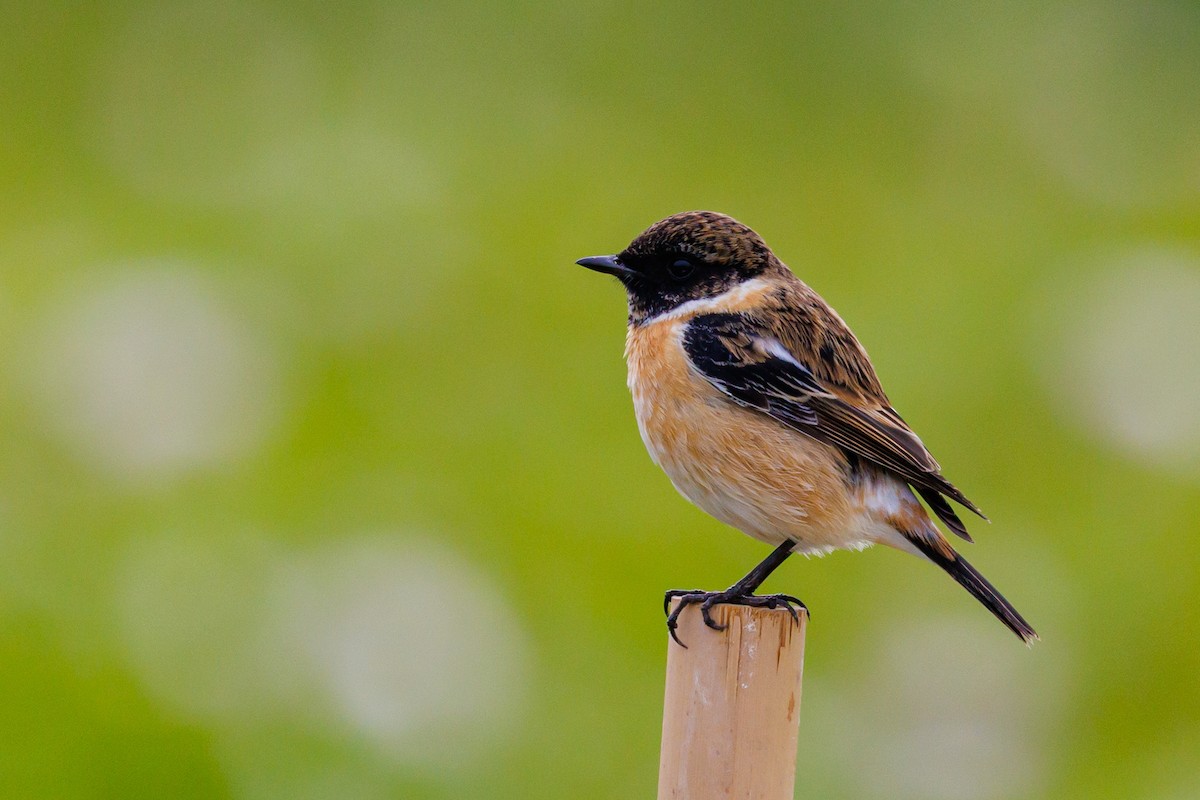 Amur Stonechat - ML646997498