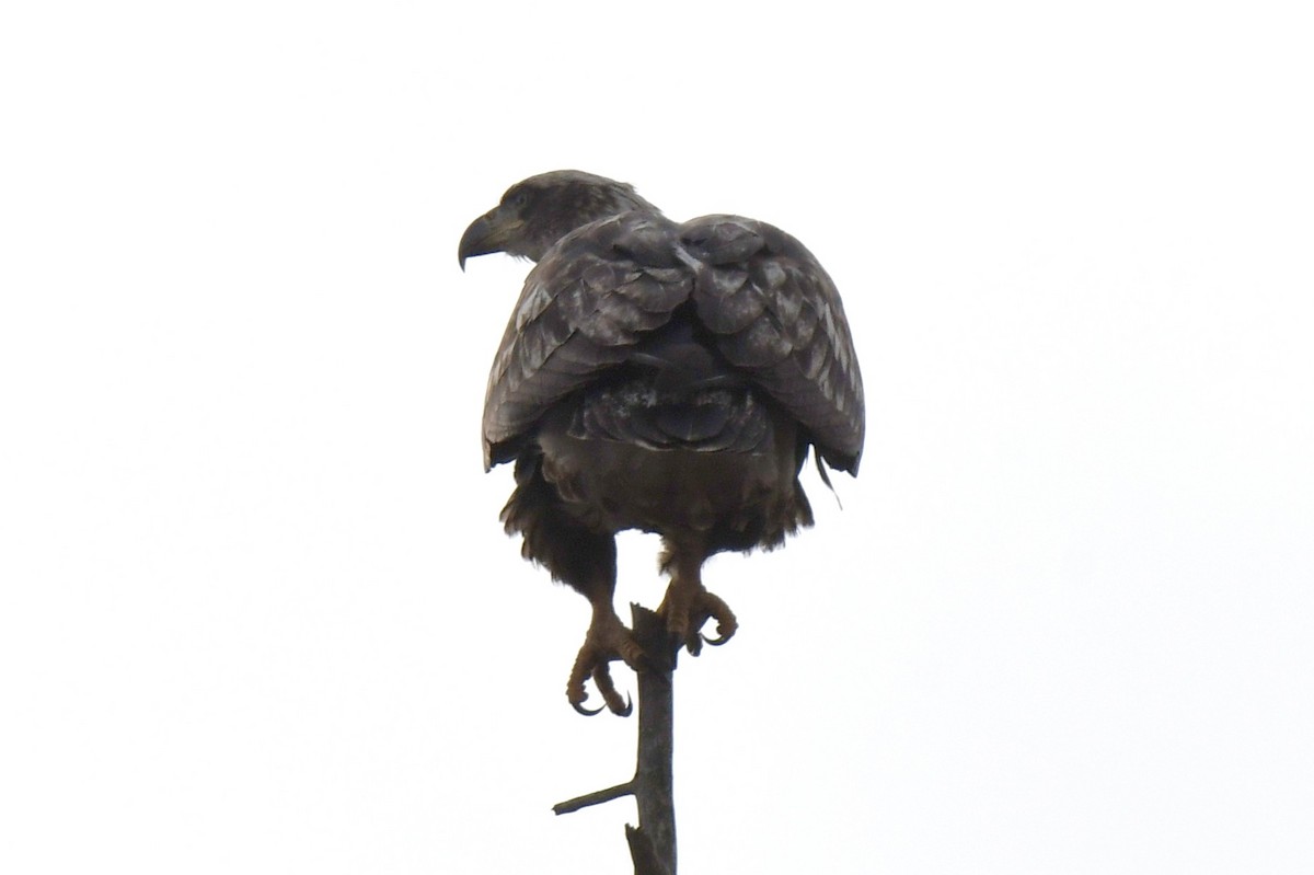 Bald Eagle - ML646997501