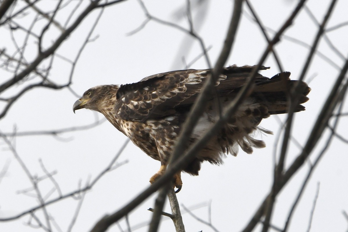 Bald Eagle - ML646997502