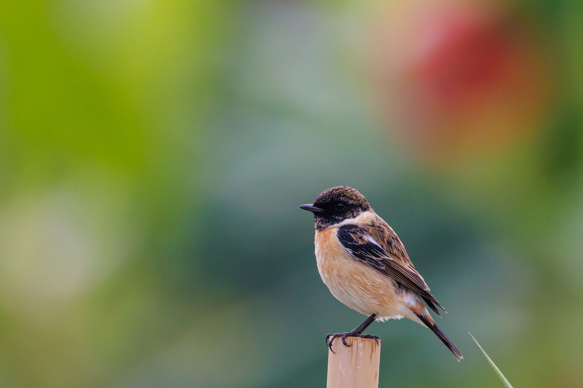 Amur Stonechat - ML646997503