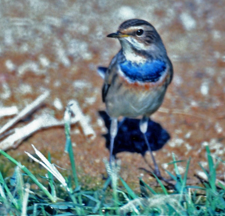 Bluethroat (Red-spotted) - ML646997504